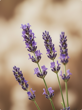 Lavanda