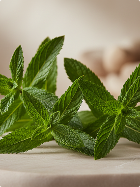 Menta